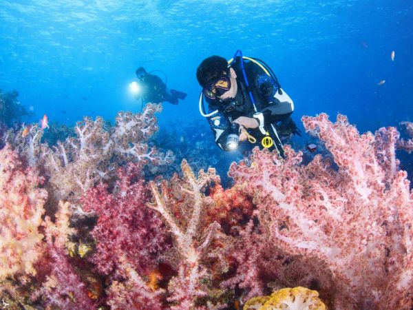 大瀬崎でのダイビングの様子